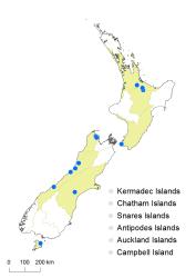 Hypericum henryi subsp. henryi distribution map based on databased records at AK, CHR and WELT.
 Image: K. Boardman © Landcare Research 2014 
